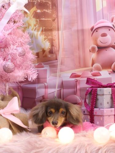 20241204ココちゃん